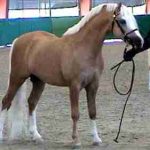 Welsh_Mountain_Pony_Section_A